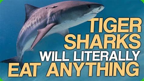 can you eat tiger shark