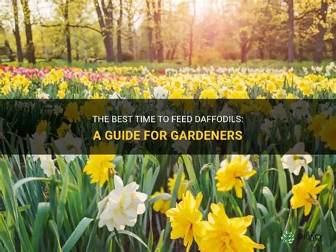 Can You Feed Daffodils