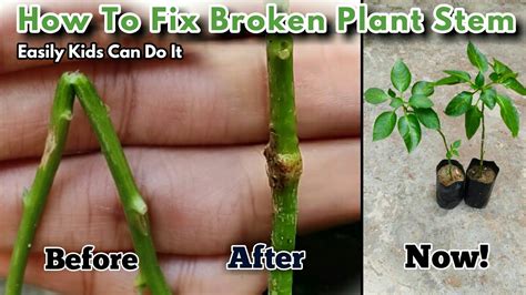 Can You Fix A Broken Stem