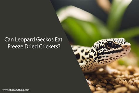 Can You Freeze Crickets For Geckos