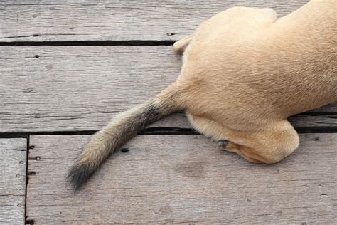 Can You Get A Dog's Broken Tail Fixed