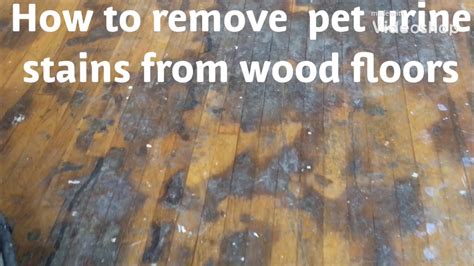can you get animal stains out of hardwood floors