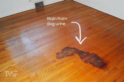 can you get animal stains out of hardwood floors