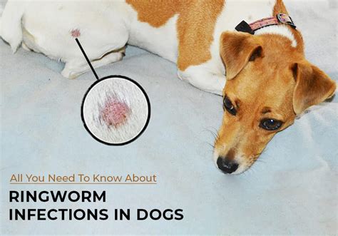Can You Get Ringworm From A Dog Bite