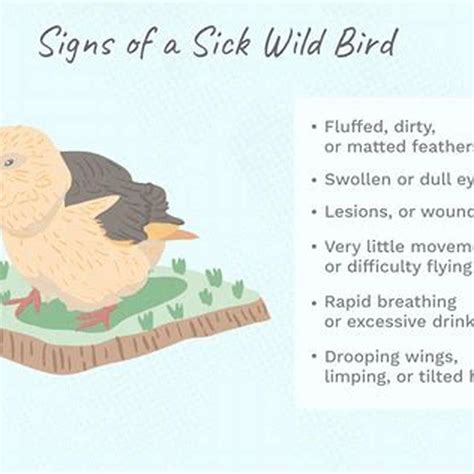 Can You Get Sick From A Bird's Nest