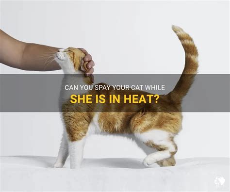 Can You Get Your Cat Fixed While In Heat