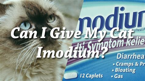 can you give a kitten imodium