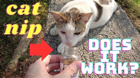 can you give a stray cat catnip
