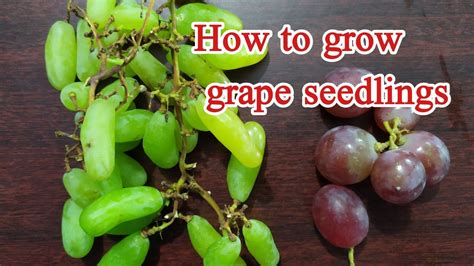 Can You Grow A Grape Vine From A Grape Seed