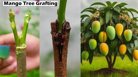 can you grow a mango tree from a branch