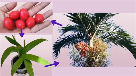 Can You Grow A Palm Tree From A Branch