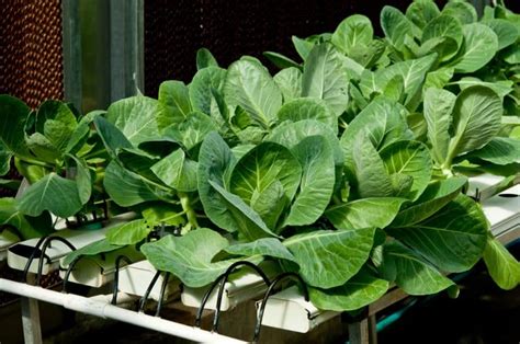 can you grow kale in hydroponics