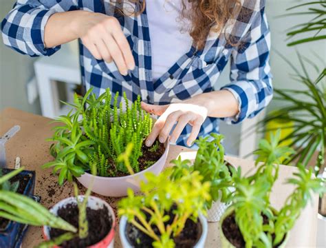 23 of the Easiest Houseplants You Can Grow Easy to grow houseplants