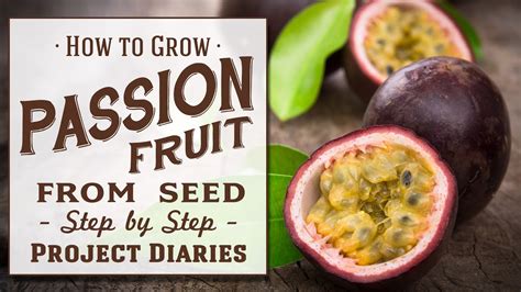 can you grow passion fruit in zone 6b