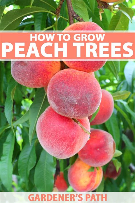 can you grow peach trees in missouri