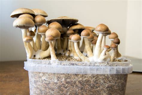 can you grow psilocybin mushrooms legally