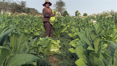 can you grow tobacco in australia