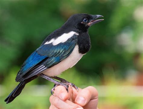 can you have a magpie bird as a pet
