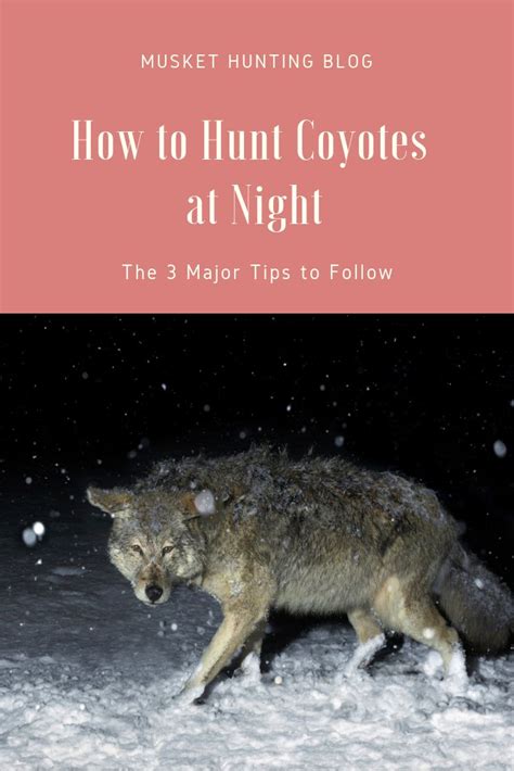 can you hunt coyotes at night in pa