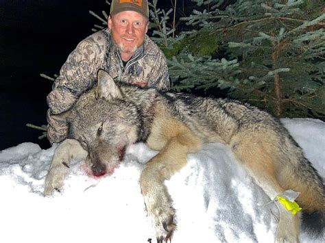 can you hunt wolves in montana