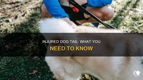 Can You Injure A Dog By Pulling Its Tail
