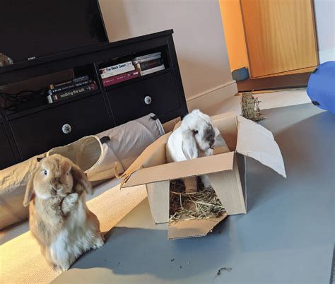 Can You Keep A Rabbit In A Cardboard Box