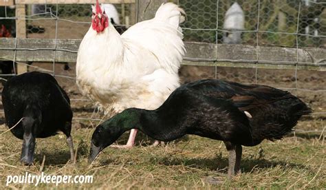 Can You Keep A Rooster With Ducks