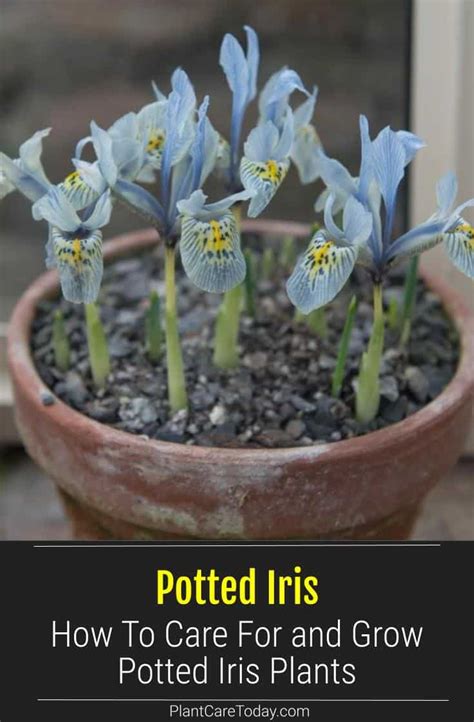 Can You Keep Iris In Pots