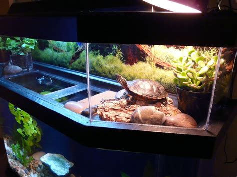 Can You Keep Two Turtles In The Same Tank
