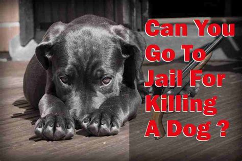 can you kill a dog on your property in texas