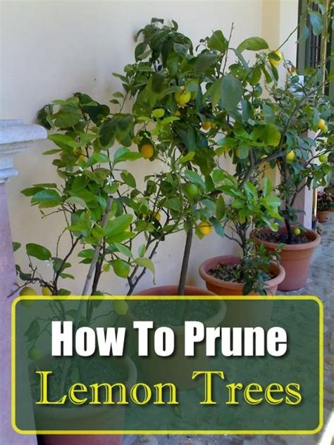 Can You Kill A Lemon Tree By Pruning