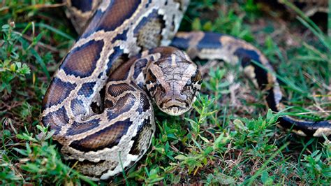 can you kill burmese pythons in the everglades