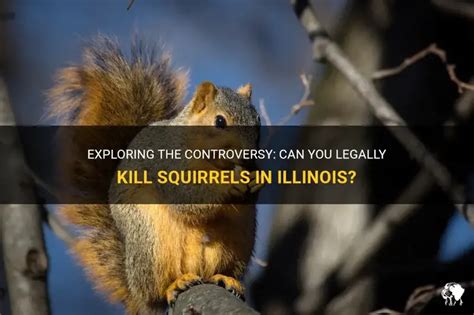 Can You Legally Kill Squirrels