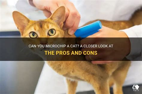 Can You Microchip A Cat