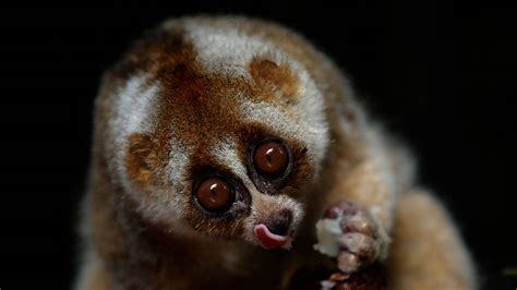 can you own a slow loris in the us