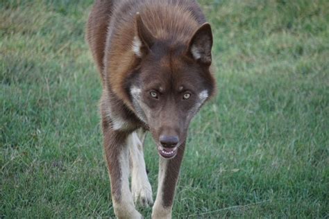 can you own a wolfdog in alabama