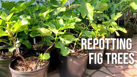 Can You Plant A Branch From A Fig Tree