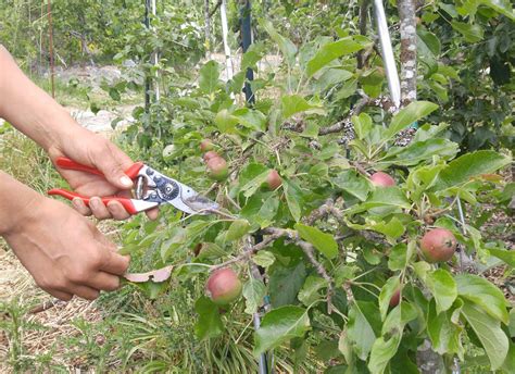 Pruning Fruit Trees in Summer BBC Gardeners World Magazine