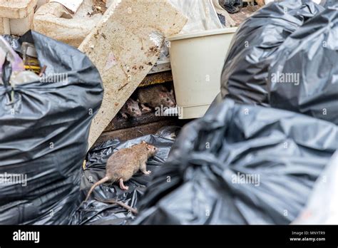 Can You Put A Dead Mouse In The Garbage