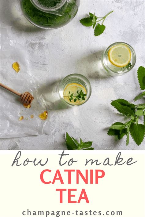 can you put catnip in tea