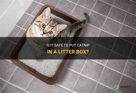 Can You Put Catnip In The Litter Box