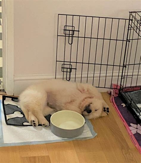 Can You Put Pee Pad In Crate