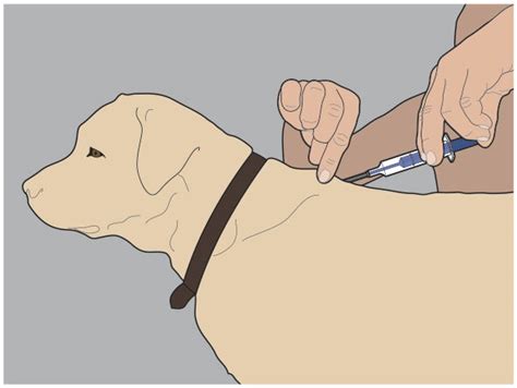 Can You Remove Pet Microchip