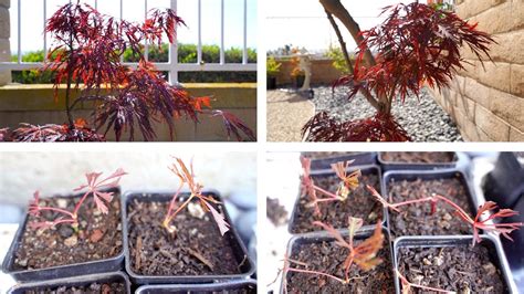 can you root a japanese maple branch