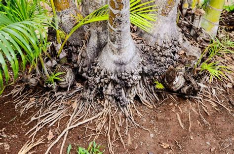 Can You Root A Palm Leaf