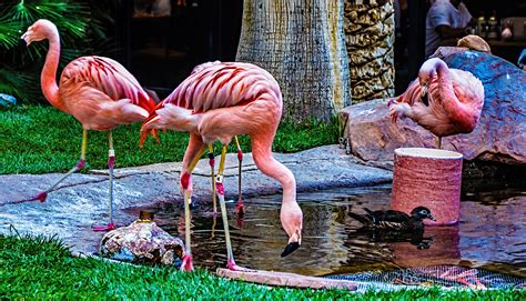 can you see flamingos in las vegas