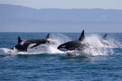 can you see whales in seattle