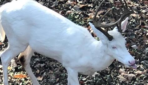 Can You Shoot An Albino Deer In Tennessee