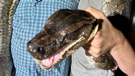 can you shoot pythons in fl