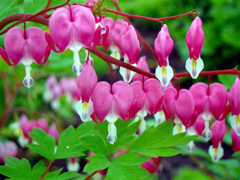 Can You Split Bleeding Heart Plants